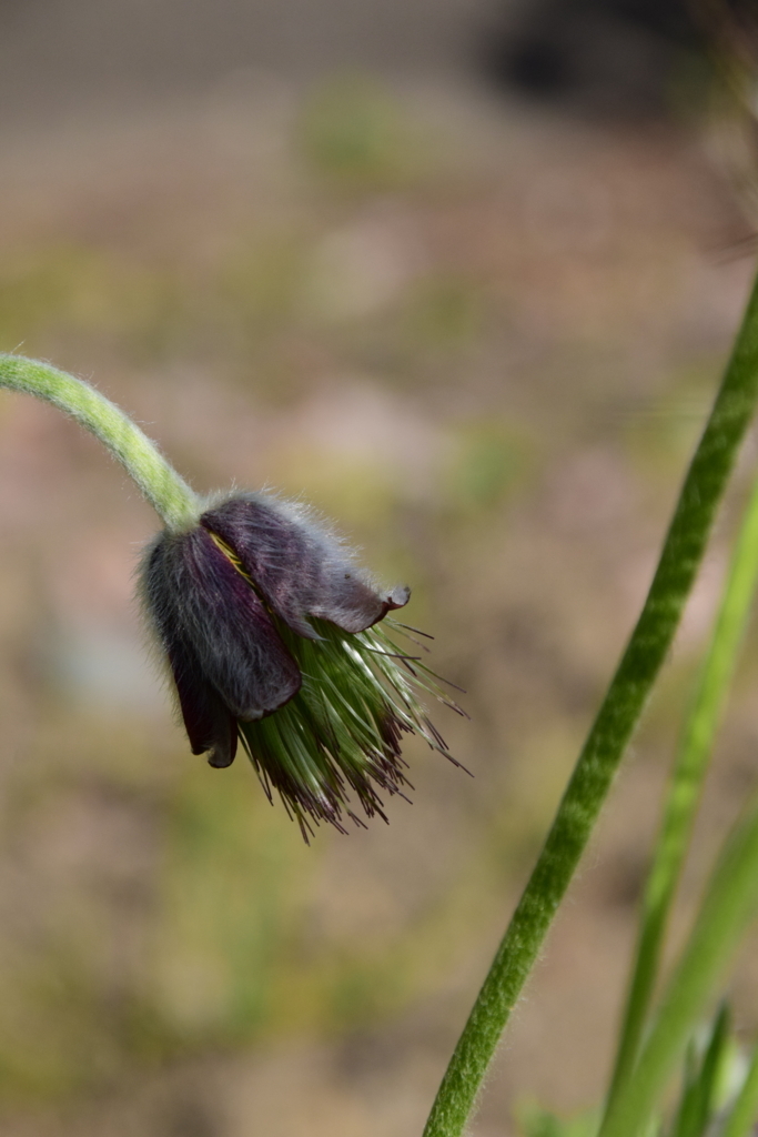 f:id:rtaroyma:20180526084550j:plain