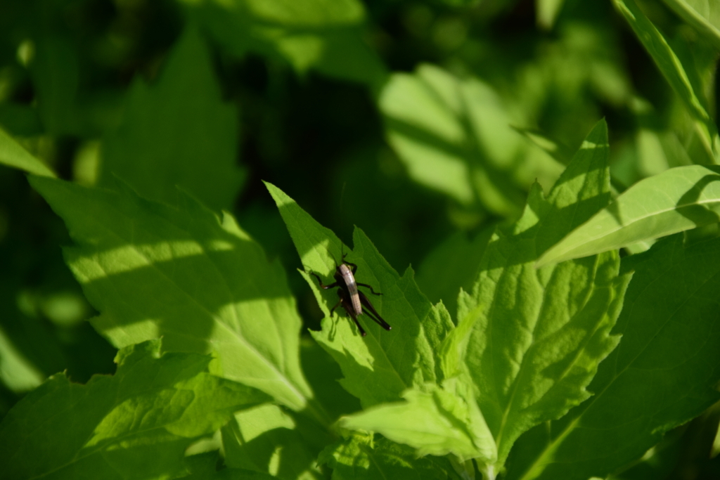 f:id:rtaroyma:20180526090102j:plain