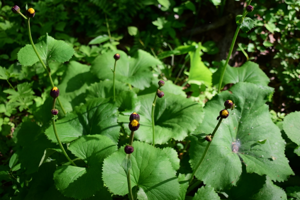 f:id:rtaroyma:20180526090335j:plain