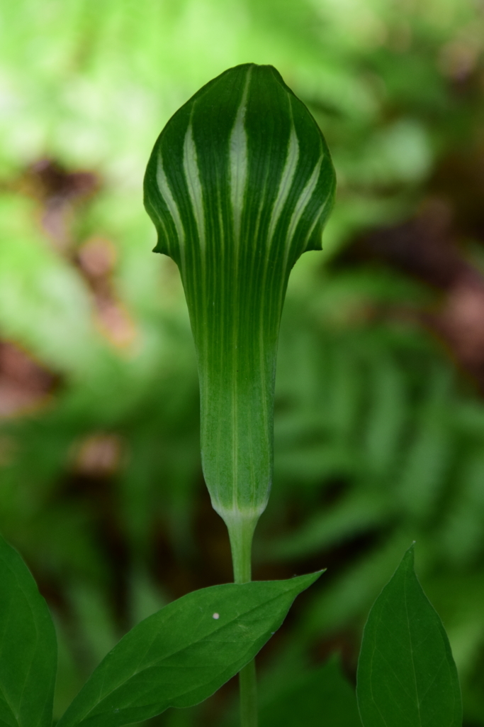 f:id:rtaroyma:20180526091420j:plain