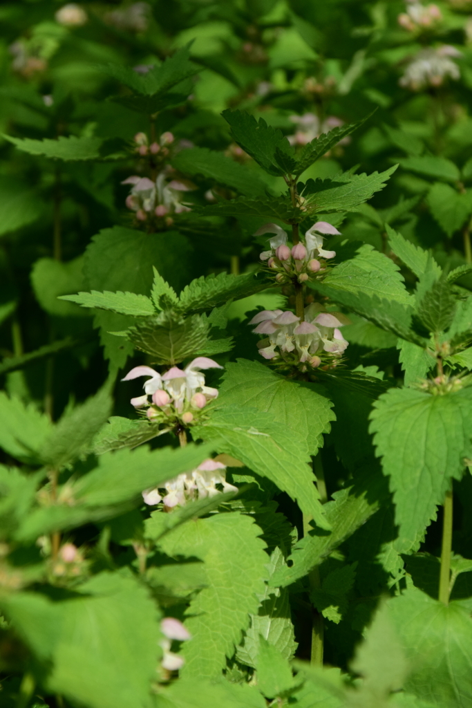 f:id:rtaroyma:20180526091711j:plain