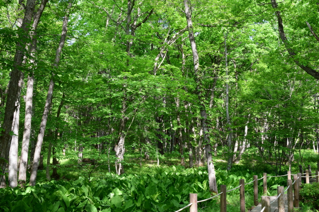 f:id:rtaroyma:20180526091844j:plain