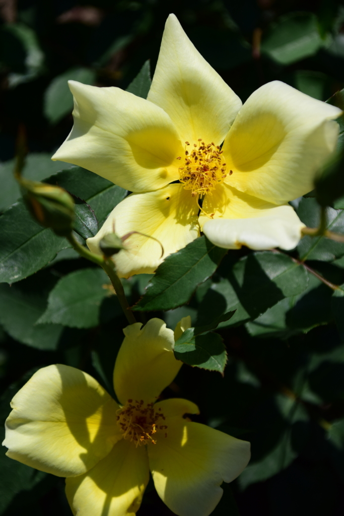 f:id:rtaroyma:20180528065336j:plain