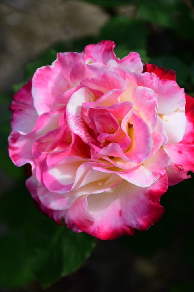 f:id:rtaroyma:20180528065704j:plain
