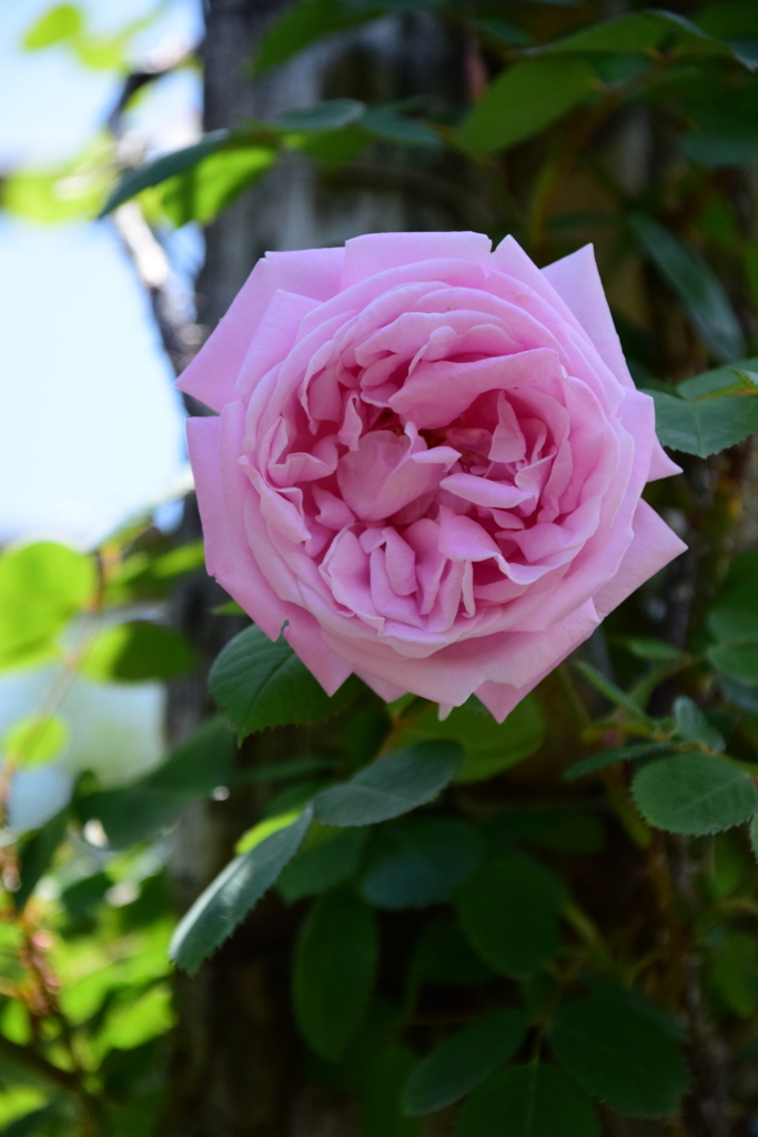 f:id:rtaroyma:20180528070241j:plain
