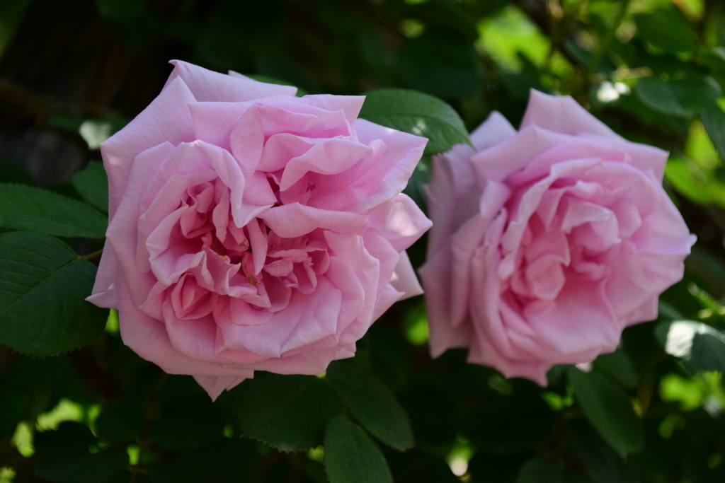 f:id:rtaroyma:20180528070835j:plain