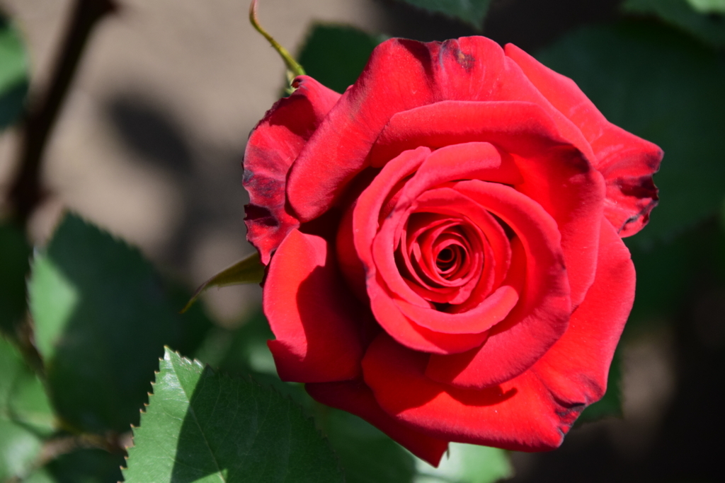 f:id:rtaroyma:20180528071609j:plain