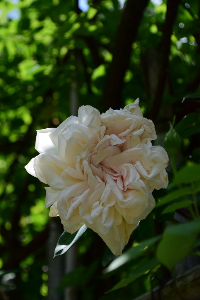 f:id:rtaroyma:20180528071820j:plain