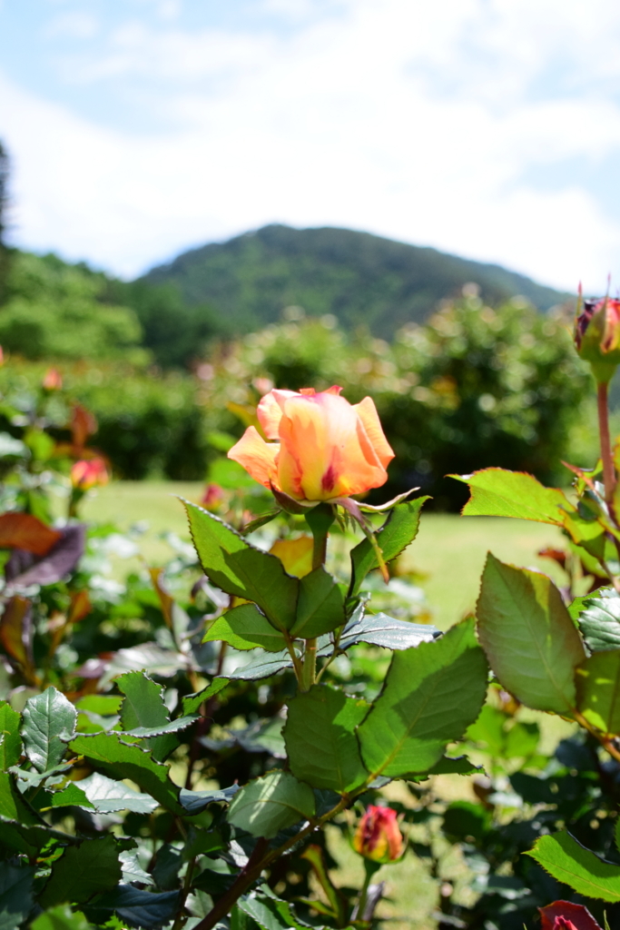 f:id:rtaroyma:20180528072001j:plain