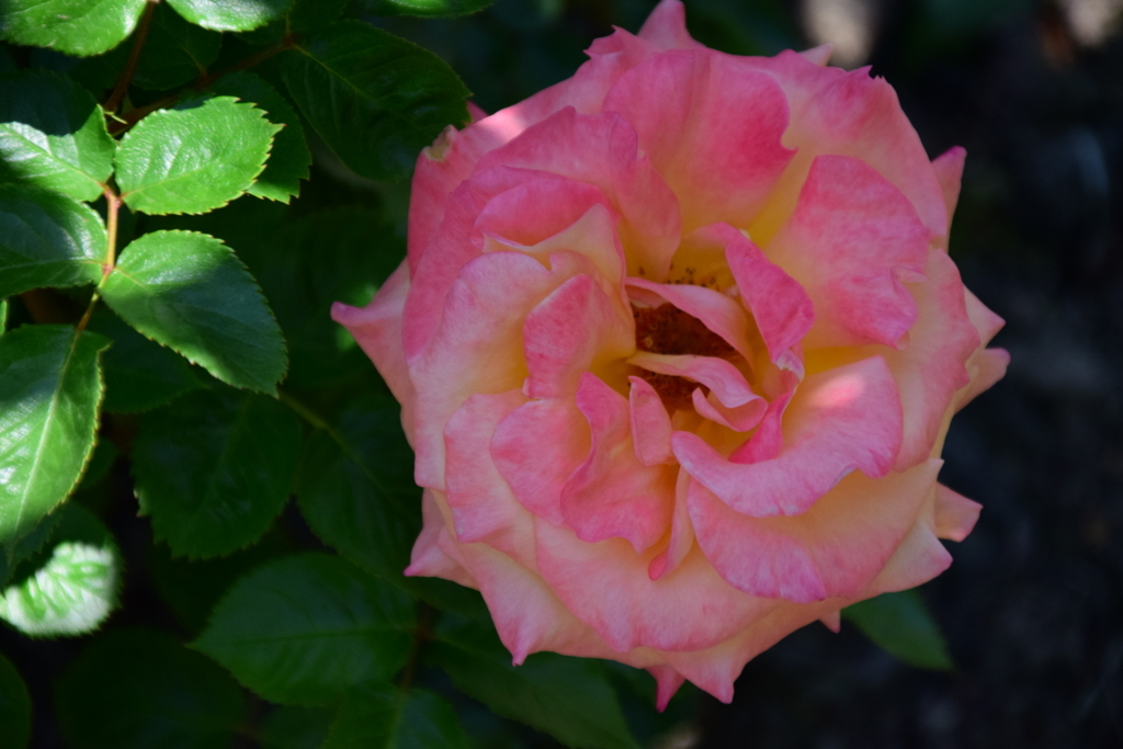 f:id:rtaroyma:20180528072555j:plain