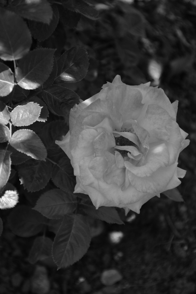 f:id:rtaroyma:20180528072732j:plain