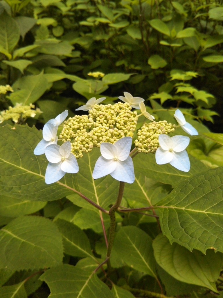 f:id:rtaroyma:20180616162002j:plain f:id:rtaroyma:20180616162002j:plain
