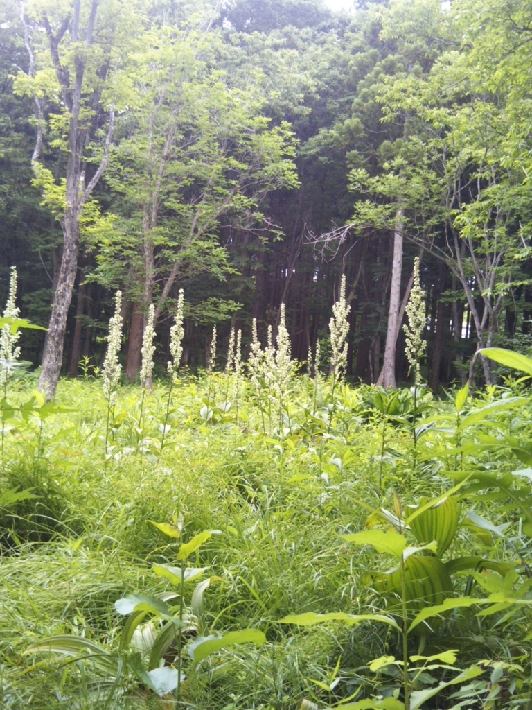 f:id:rtaroyma:20180616162111j:plain f:id:rtaroyma:20180616162111j:plain