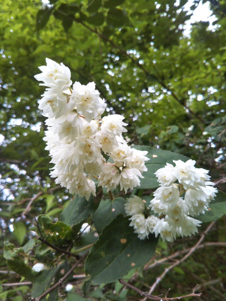 f:id:rtaroyma:20180616162240j:plain f:id:rtaroyma:20180616162240j:plain