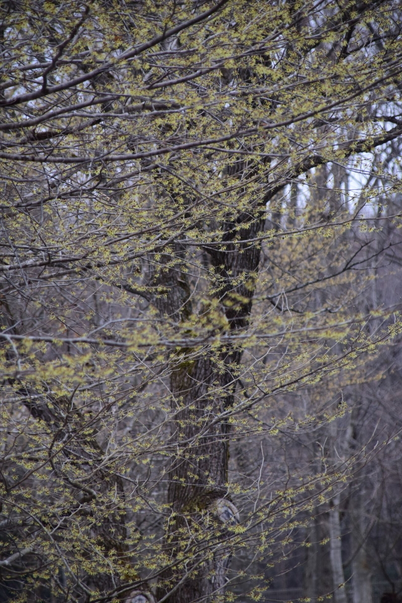 f:id:rtaroyma:20190407130636j:plain f:id:rtaroyma:20190407130636j:plain