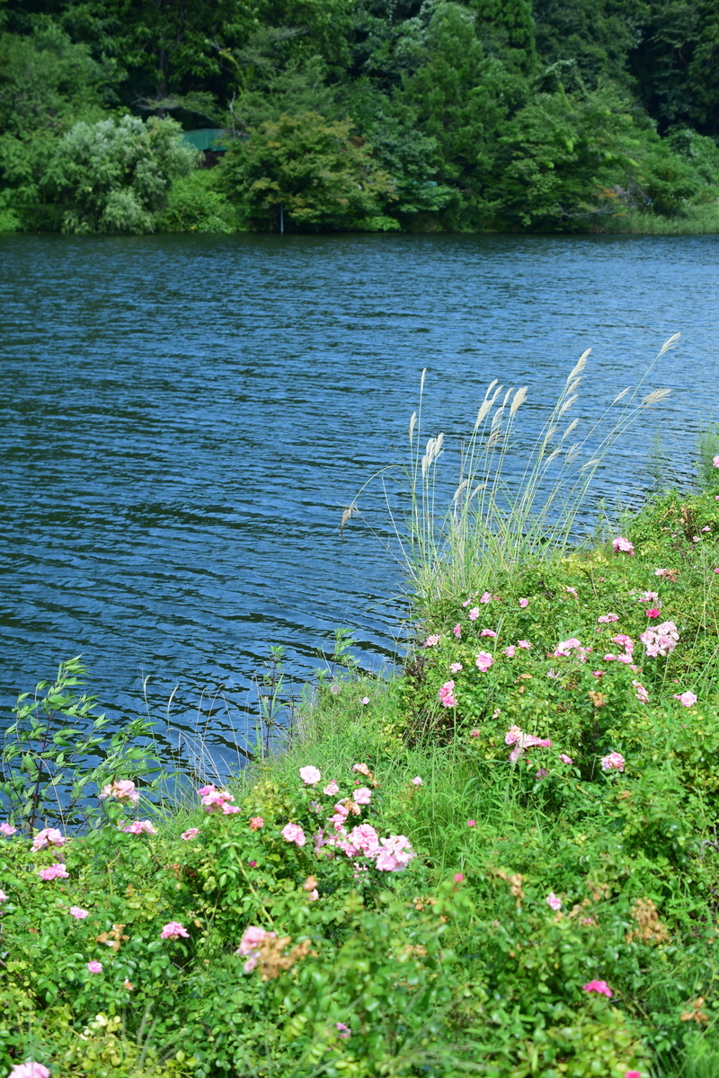f:id:rtaroyma:20190902182759j:plain f:id:rtaroyma:20190902182759j:plain