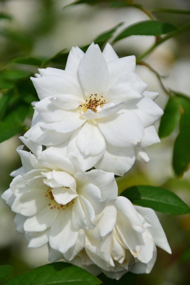 f:id:rtaroyma:20190905220940j:plain f:id:rtaroyma:20190905220940j:plain