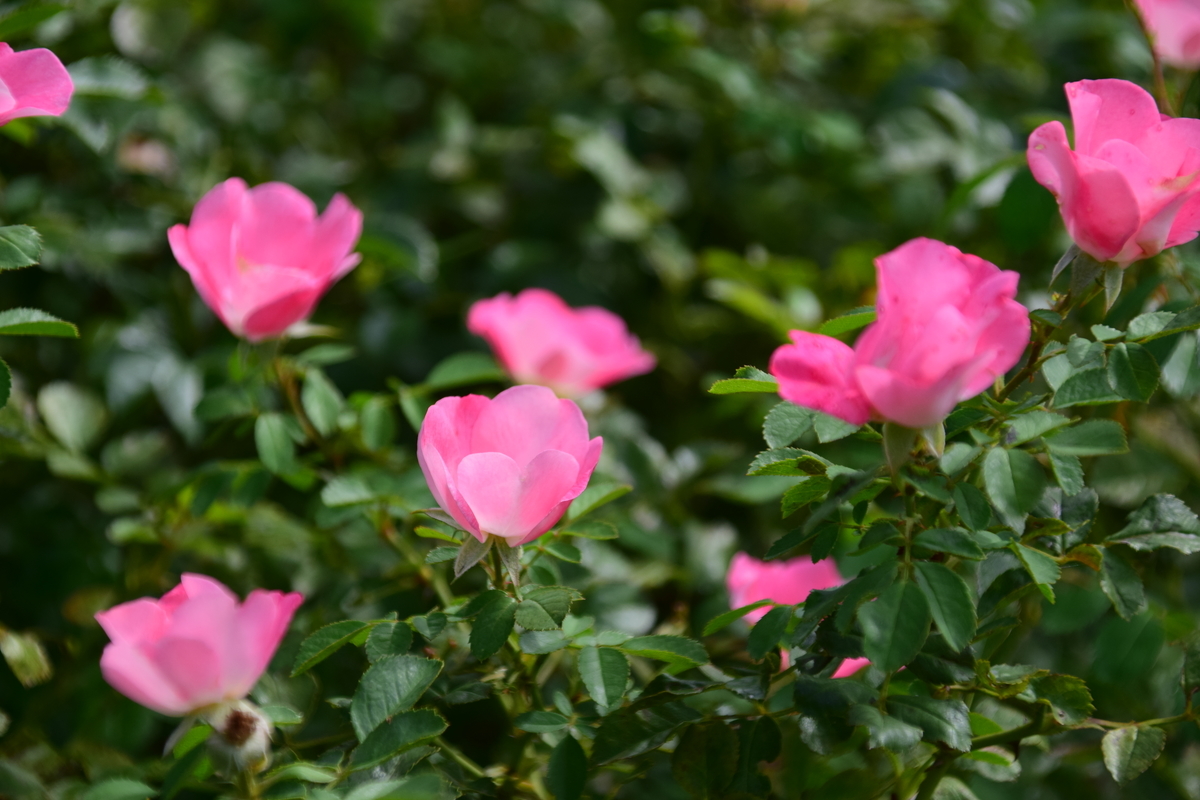 f:id:rtaroyma:20190905221042j:plain f:id:rtaroyma:20190905221042j:plain