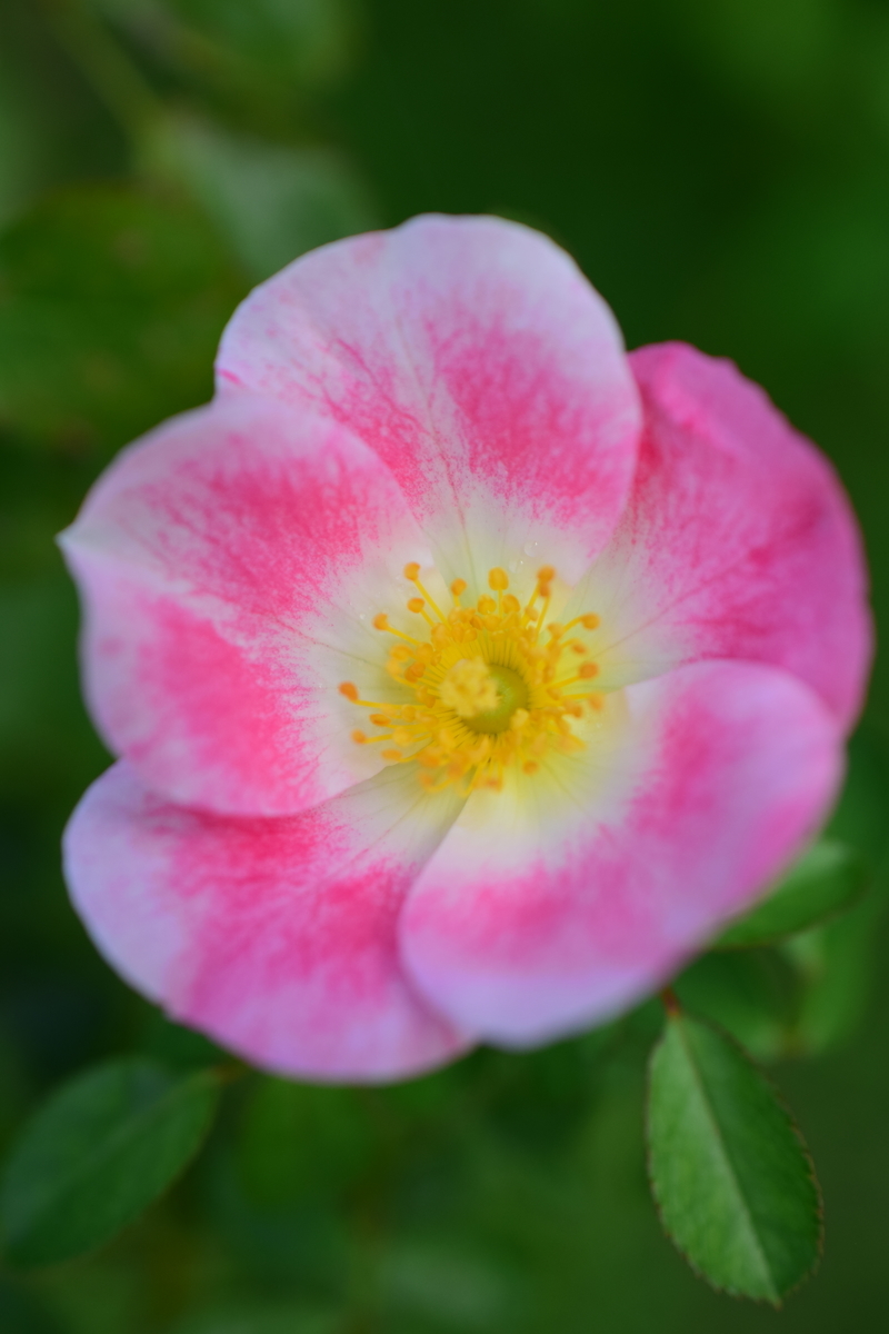 f:id:rtaroyma:20190905221123j:plain f:id:rtaroyma:20190905221123j:plain