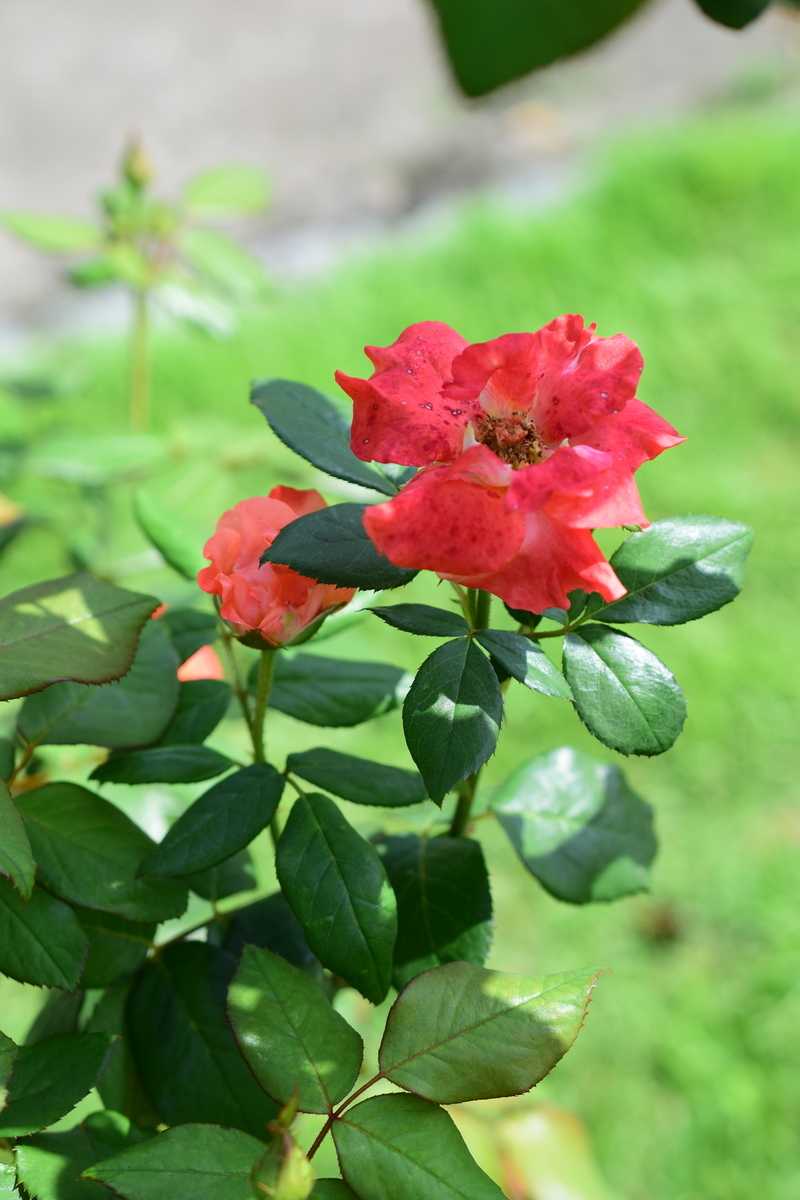 f:id:rtaroyma:20190905221206j:plain f:id:rtaroyma:20190905221206j:plain