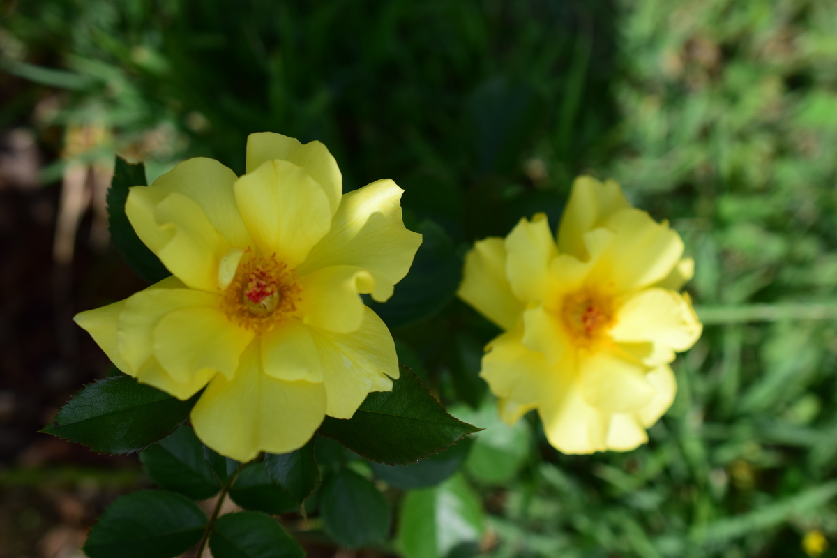 f:id:rtaroyma:20190905221248j:plain f:id:rtaroyma:20190905221248j:plain