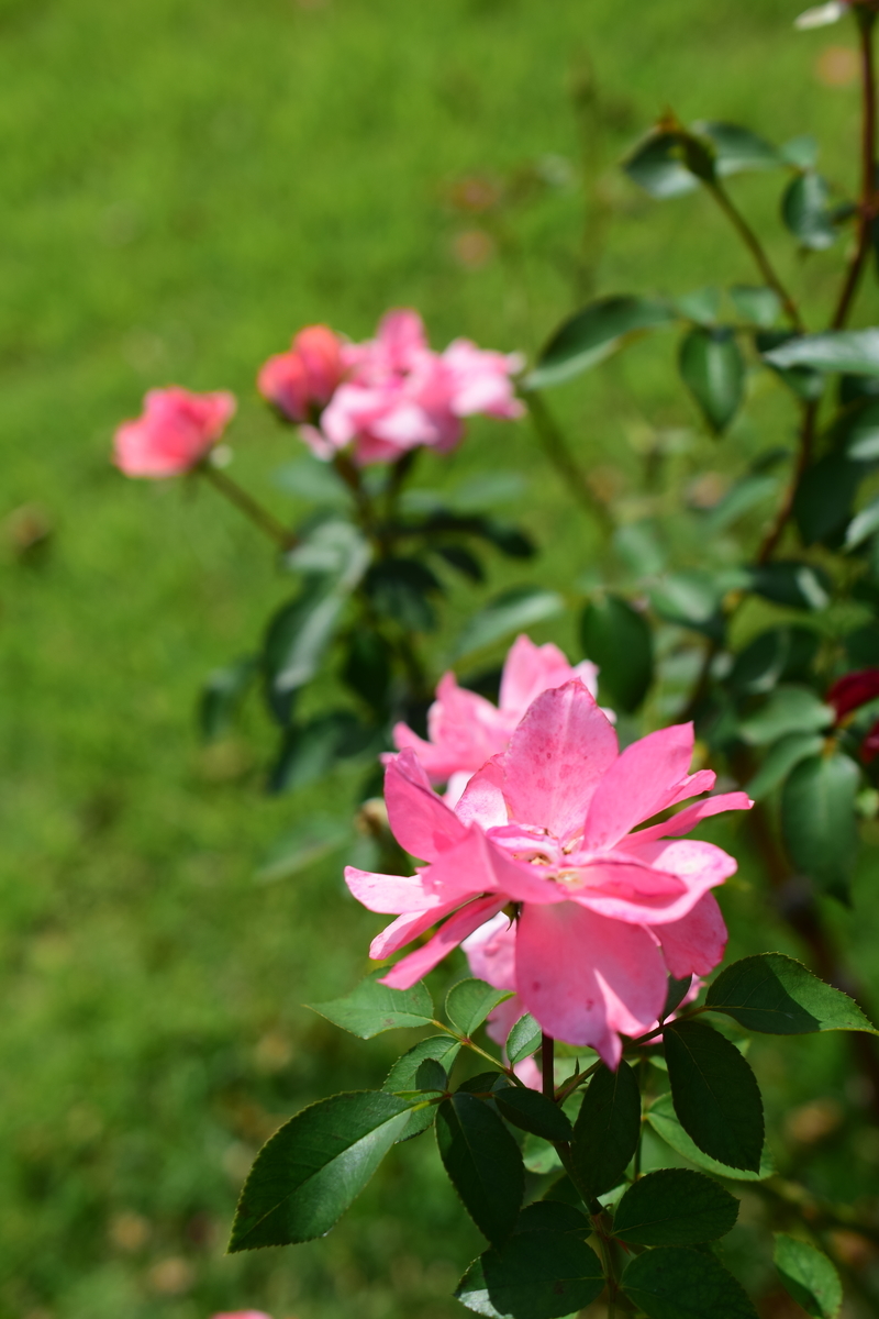 f:id:rtaroyma:20190905221553j:plain f:id:rtaroyma:20190905221553j:plain