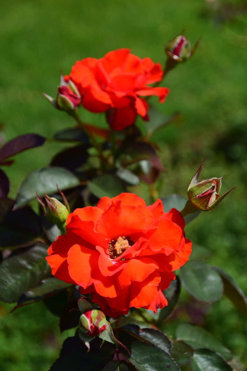 f:id:rtaroyma:20190905222116j:plain f:id:rtaroyma:20190905222116j:plain