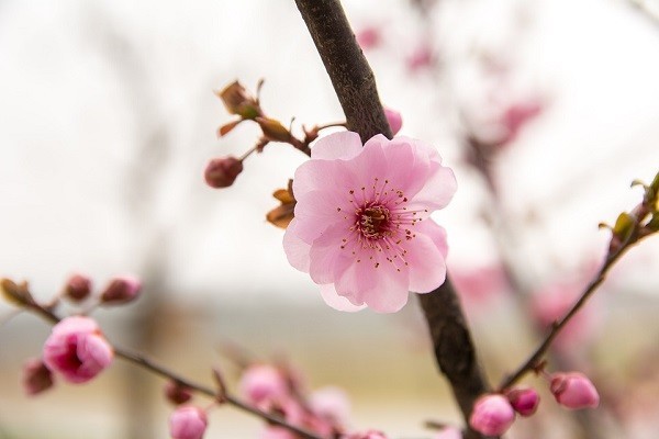f:id:ru_nohito:20190223180940j:plain 梅の花