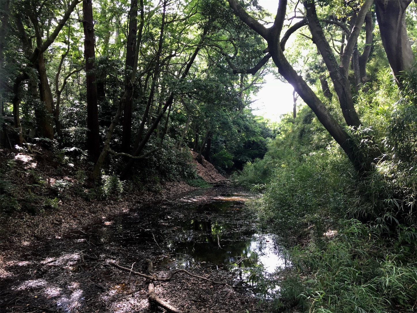 f:id:ruco6ruco:20190530220737j:image