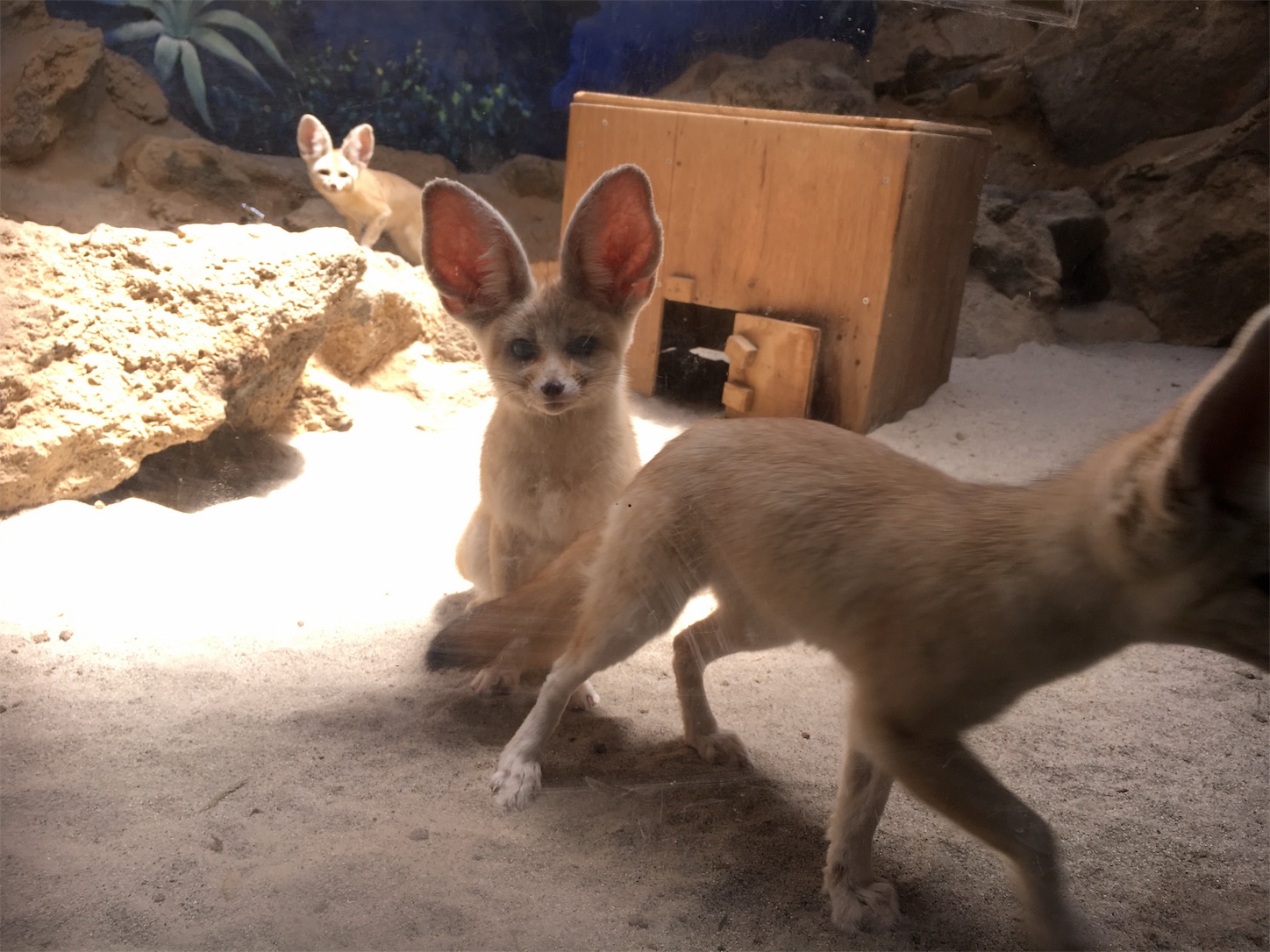 f:id:ruco6ruco:20190530222627j:image
