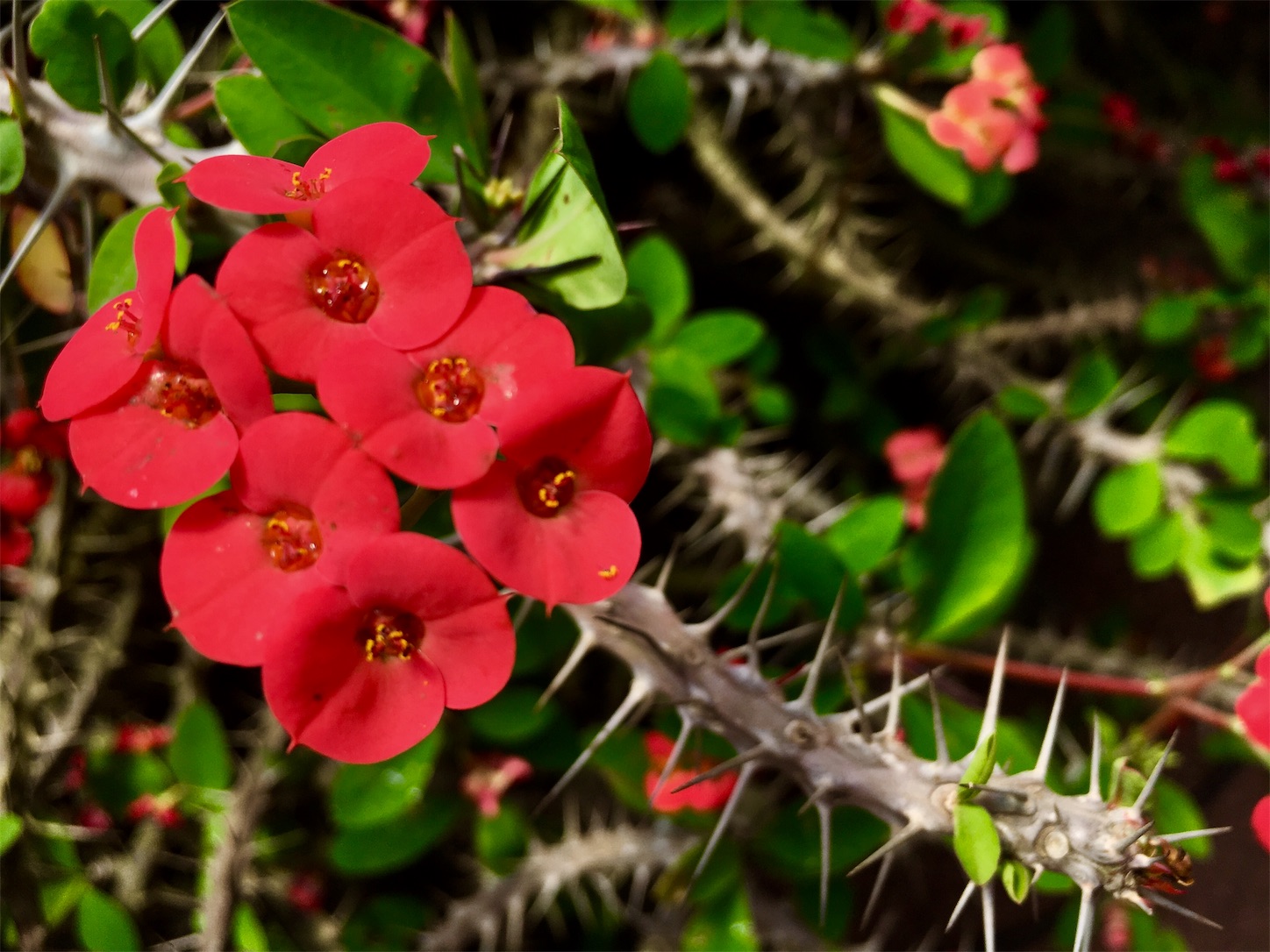 f:id:ruco6ruco:20190530222856j:image