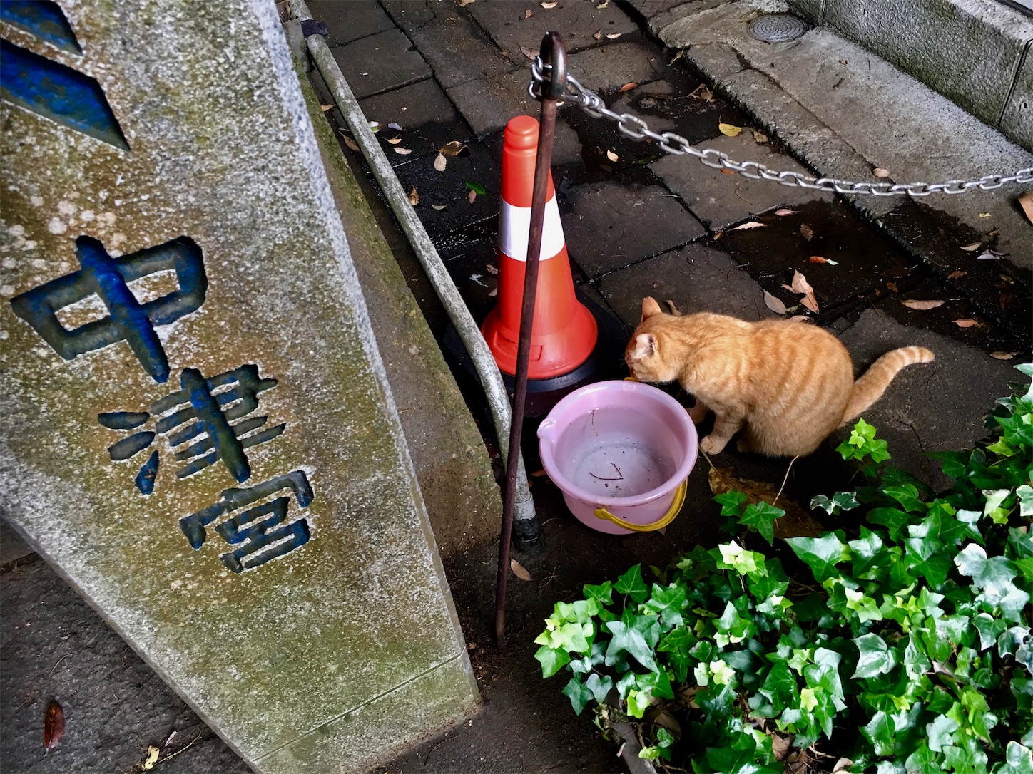f:id:ruco6ruco:20190531133825j:image