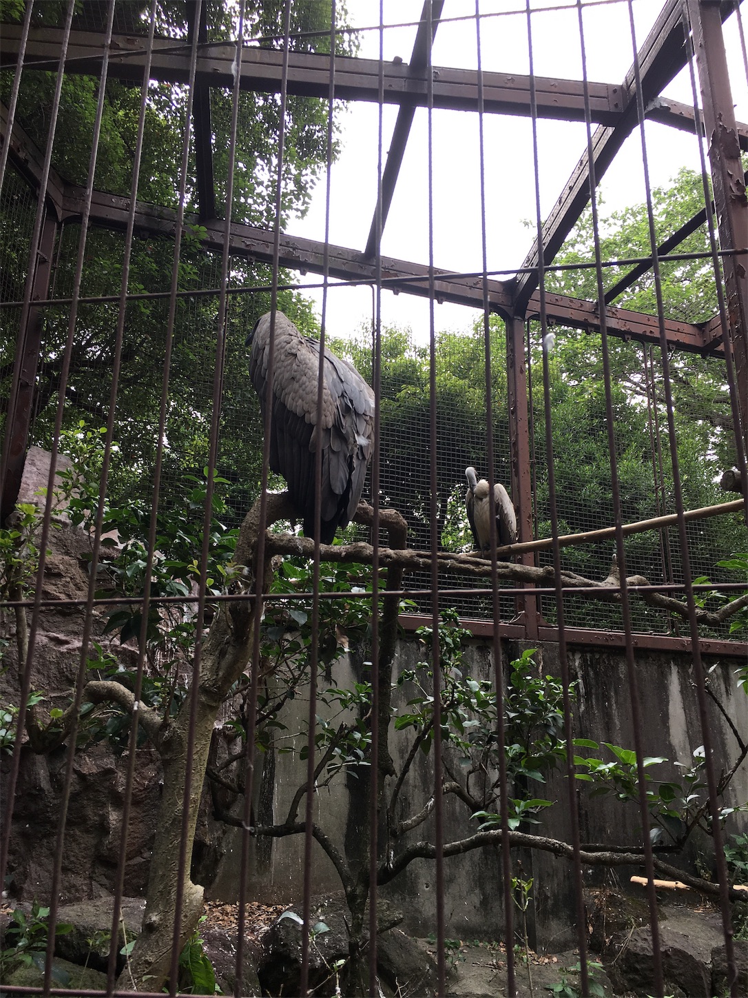 f:id:ruco6ruco:20190602085701j:image