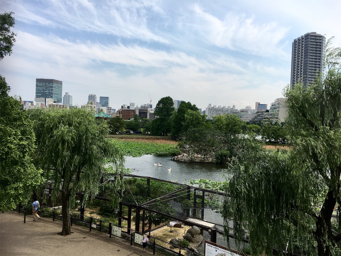 f:id:ruco6ruco:20190602085845j:image