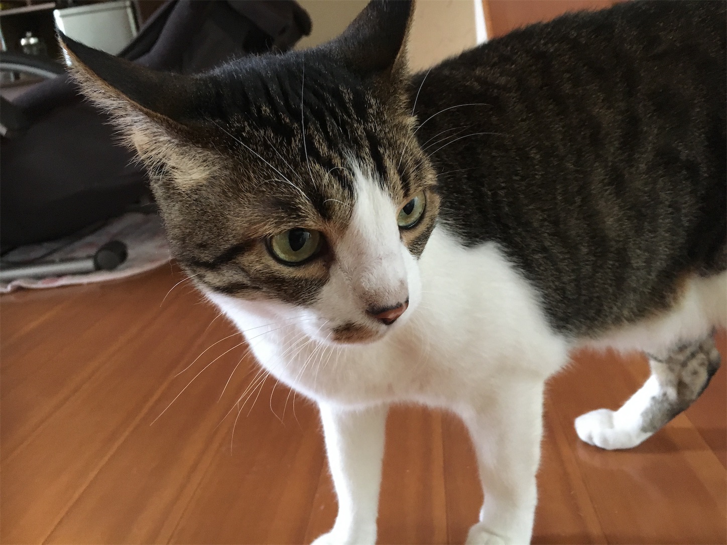 f:id:ruco6ruco:20190611205113j:image