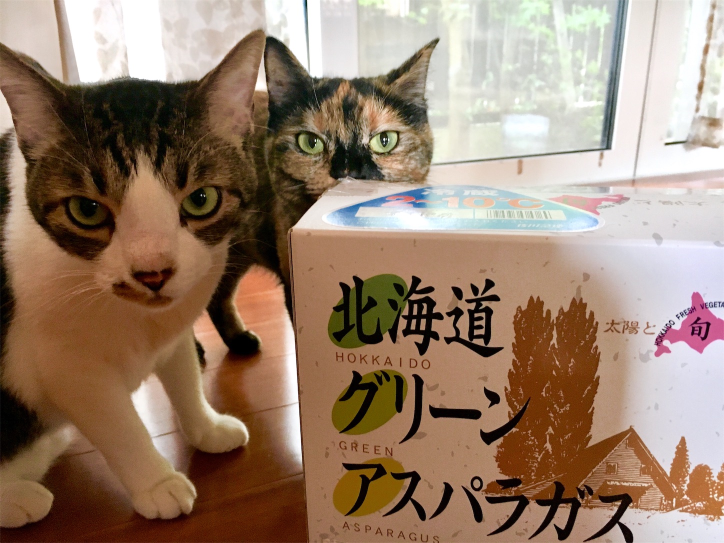 f:id:ruco6ruco:20190620114831j:image