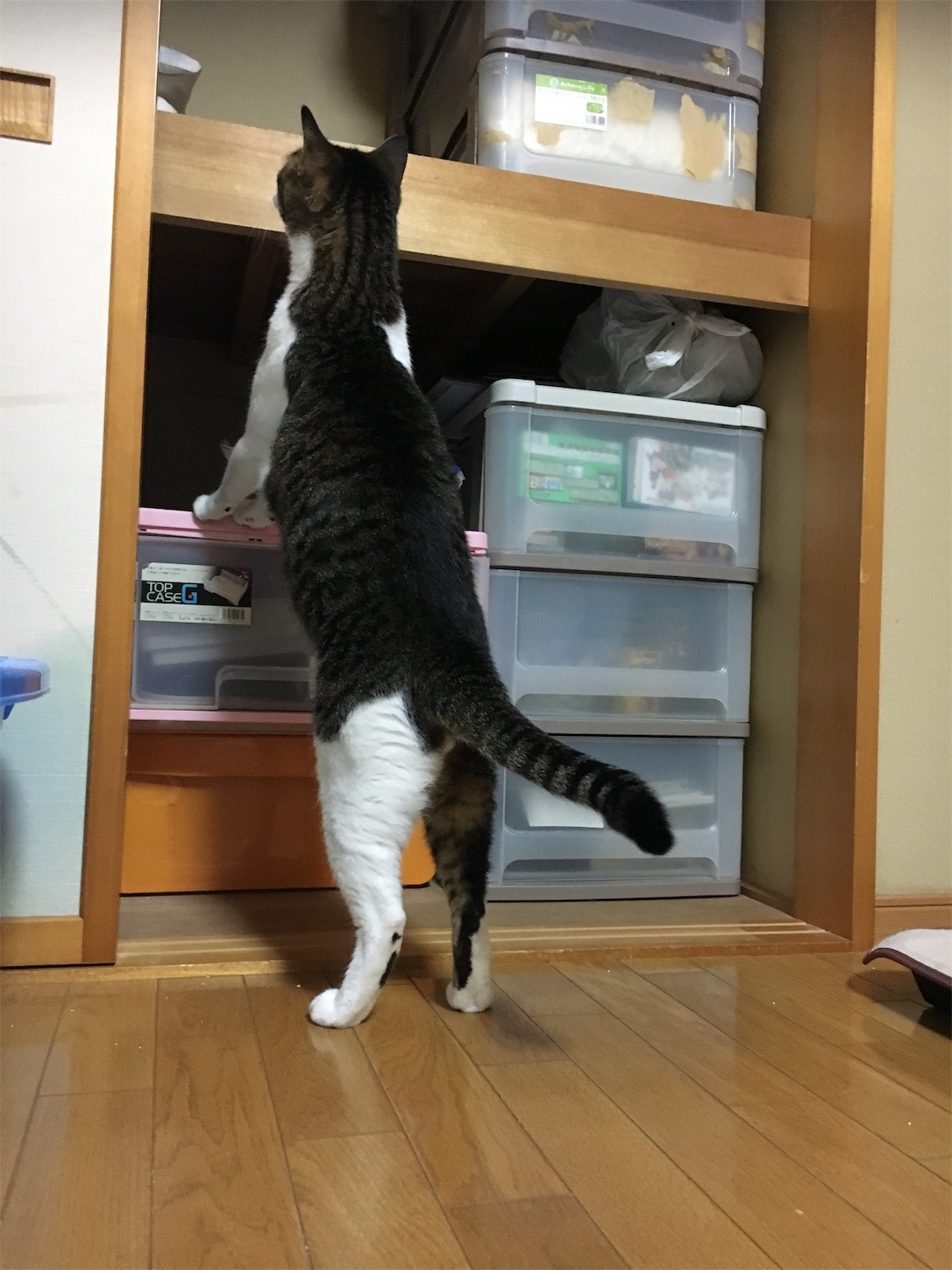 f:id:ruco6ruco:20190625220552j:image