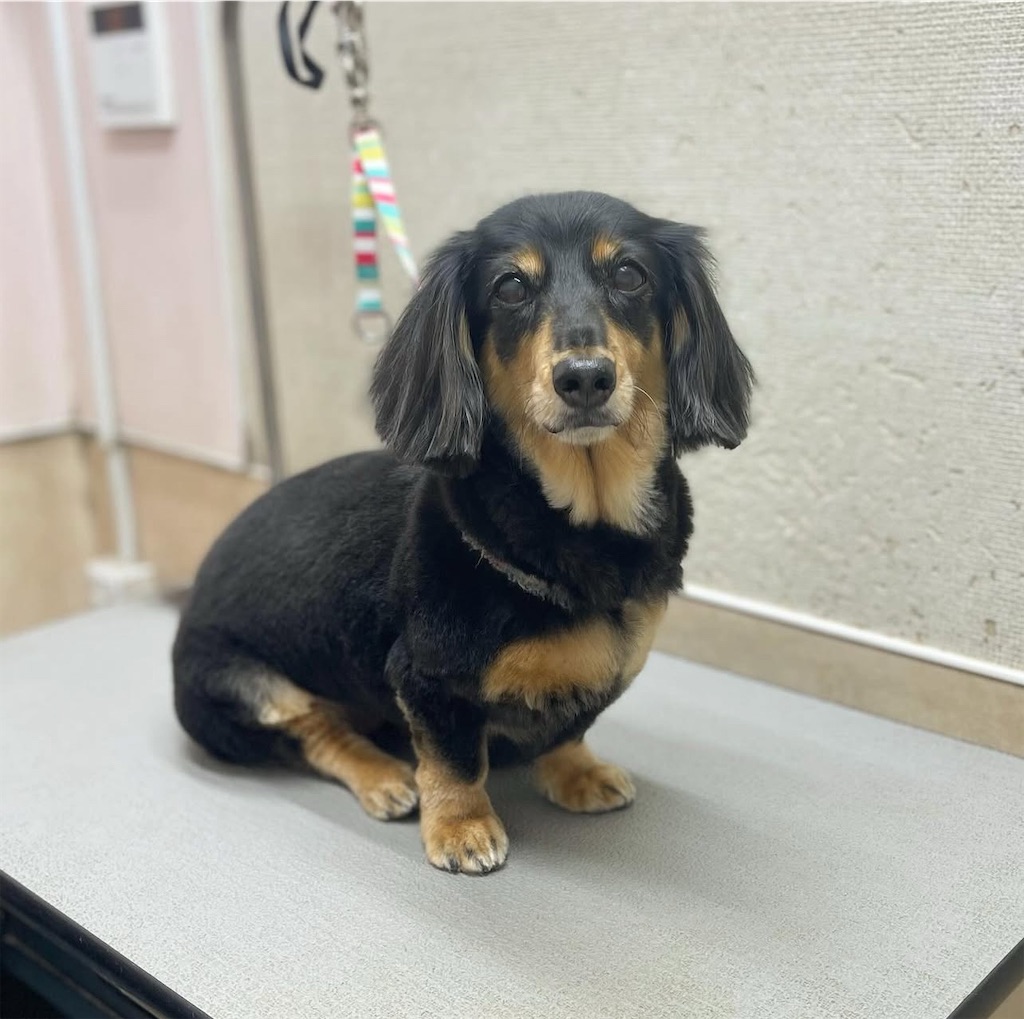 f:id:rudolf-ac:20251110170029j:image