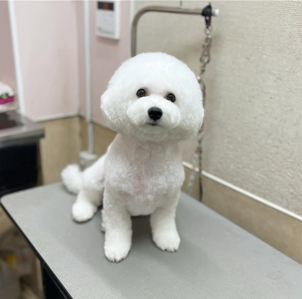 f:id:rudolf-ac:20251110170033j:image