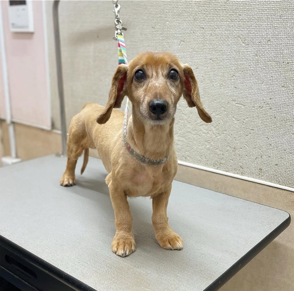 f:id:rudolf-ac:20251110170036j:image