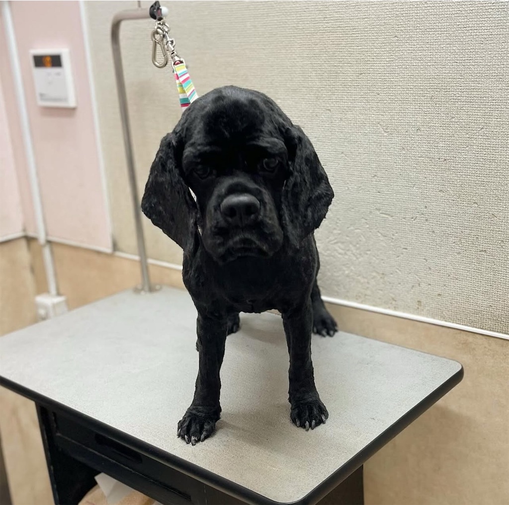 f:id:rudolf-ac:20251110170040j:image