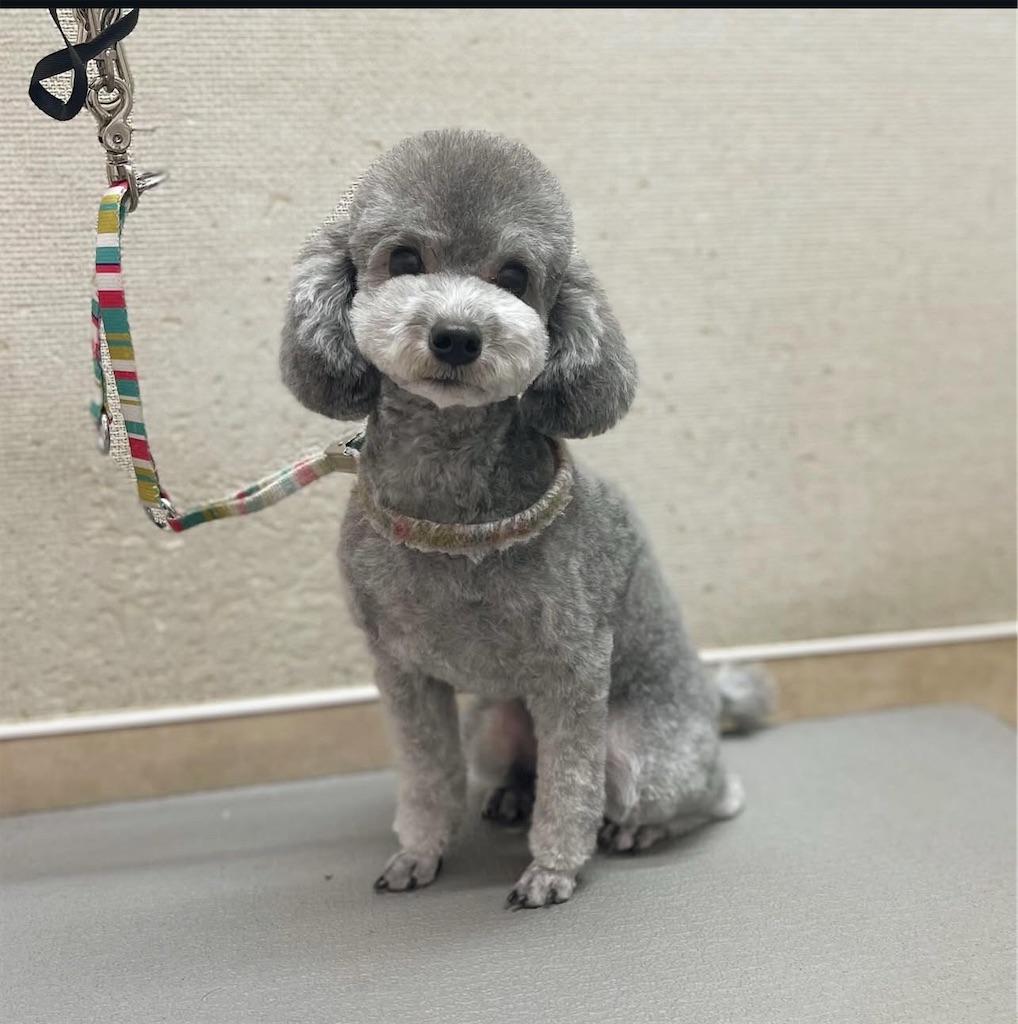 f:id:rudolf-ac:20251110172143j:image