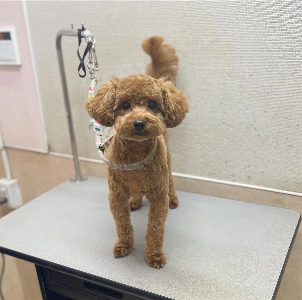 f:id:rudolf-ac:20251110172146j:image