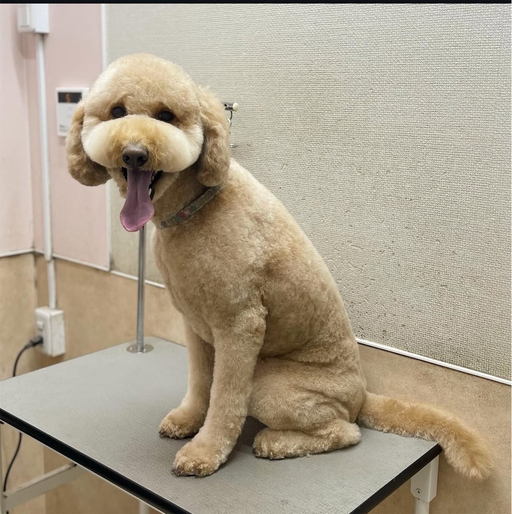 f:id:rudolf-ac:20251110172155j:image