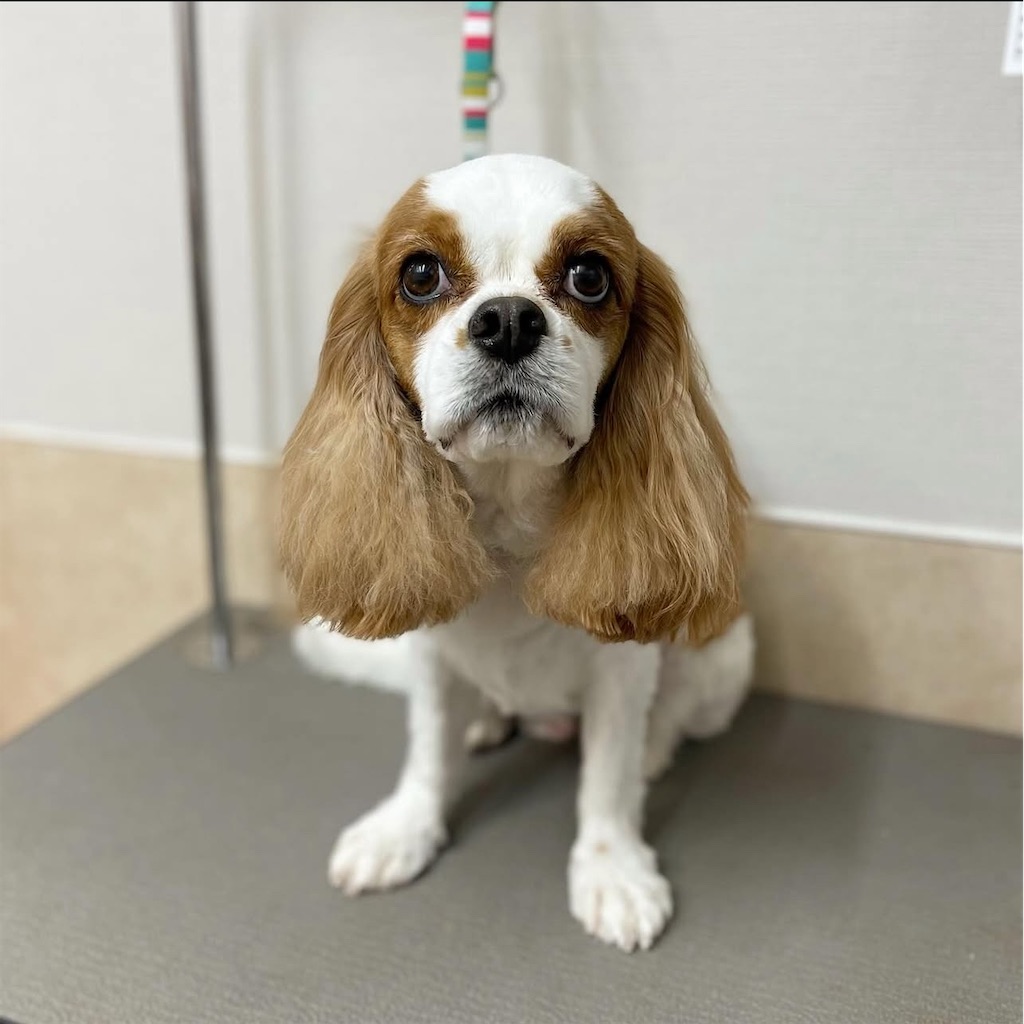 f:id:rudolf-ac:20251110172158j:image