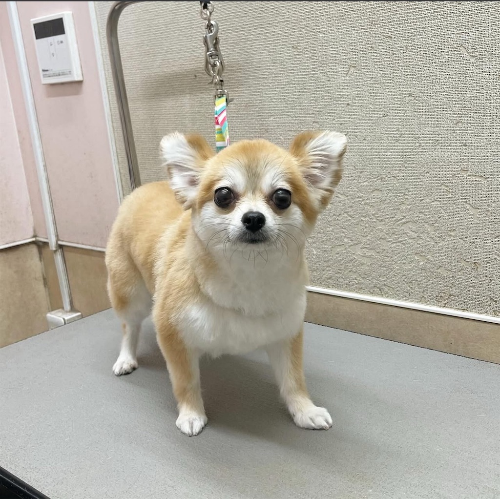 f:id:rudolf-ac:20251122165141j:image