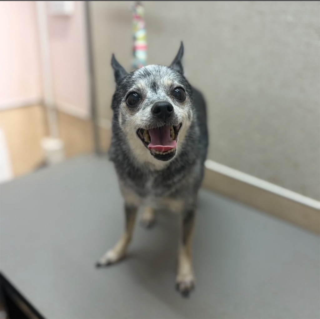 f:id:rudolf-ac:20251122165146j:image