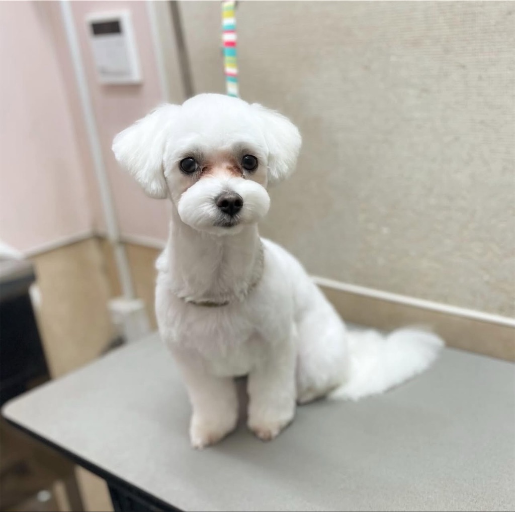 f:id:rudolf-ac:20251122165200j:image