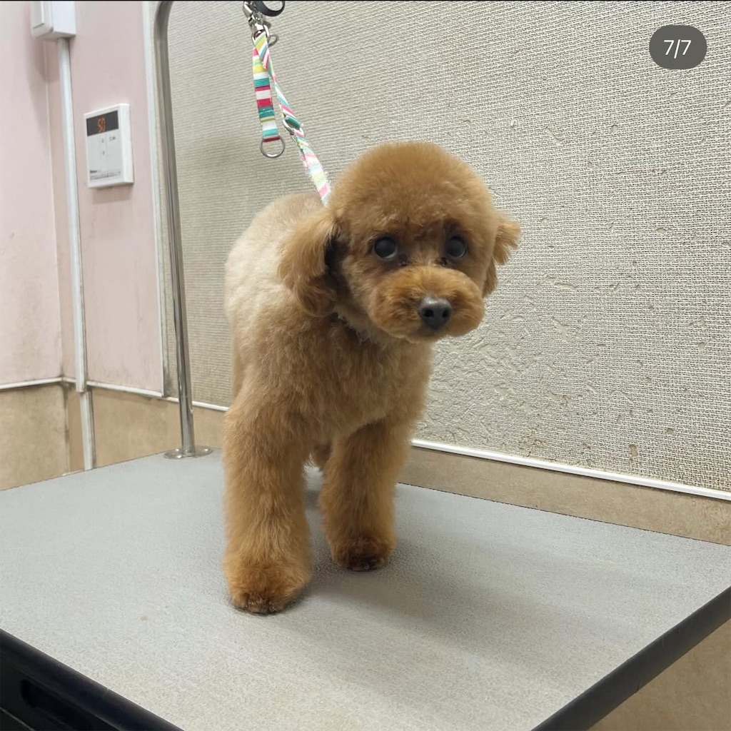 f:id:rudolf-ac:20251122165728j:image