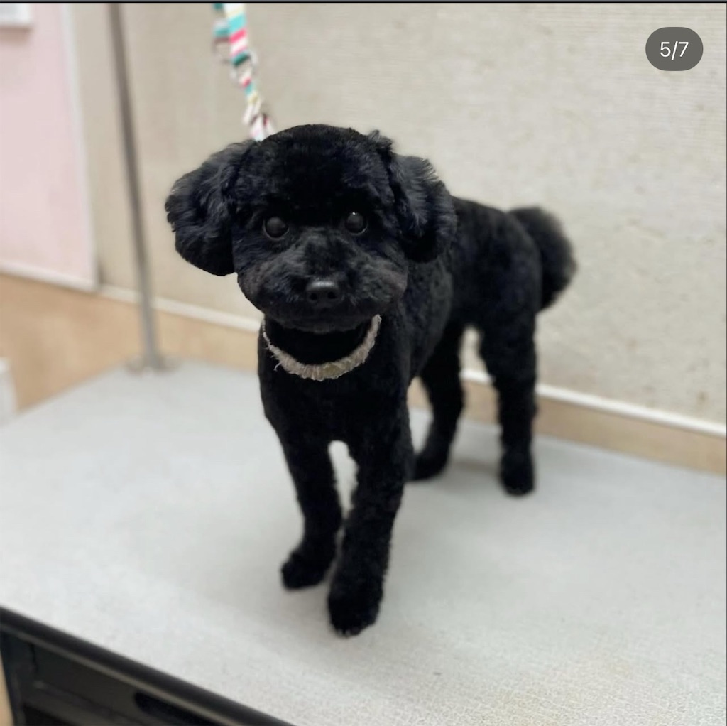 f:id:rudolf-ac:20251122165732j:image